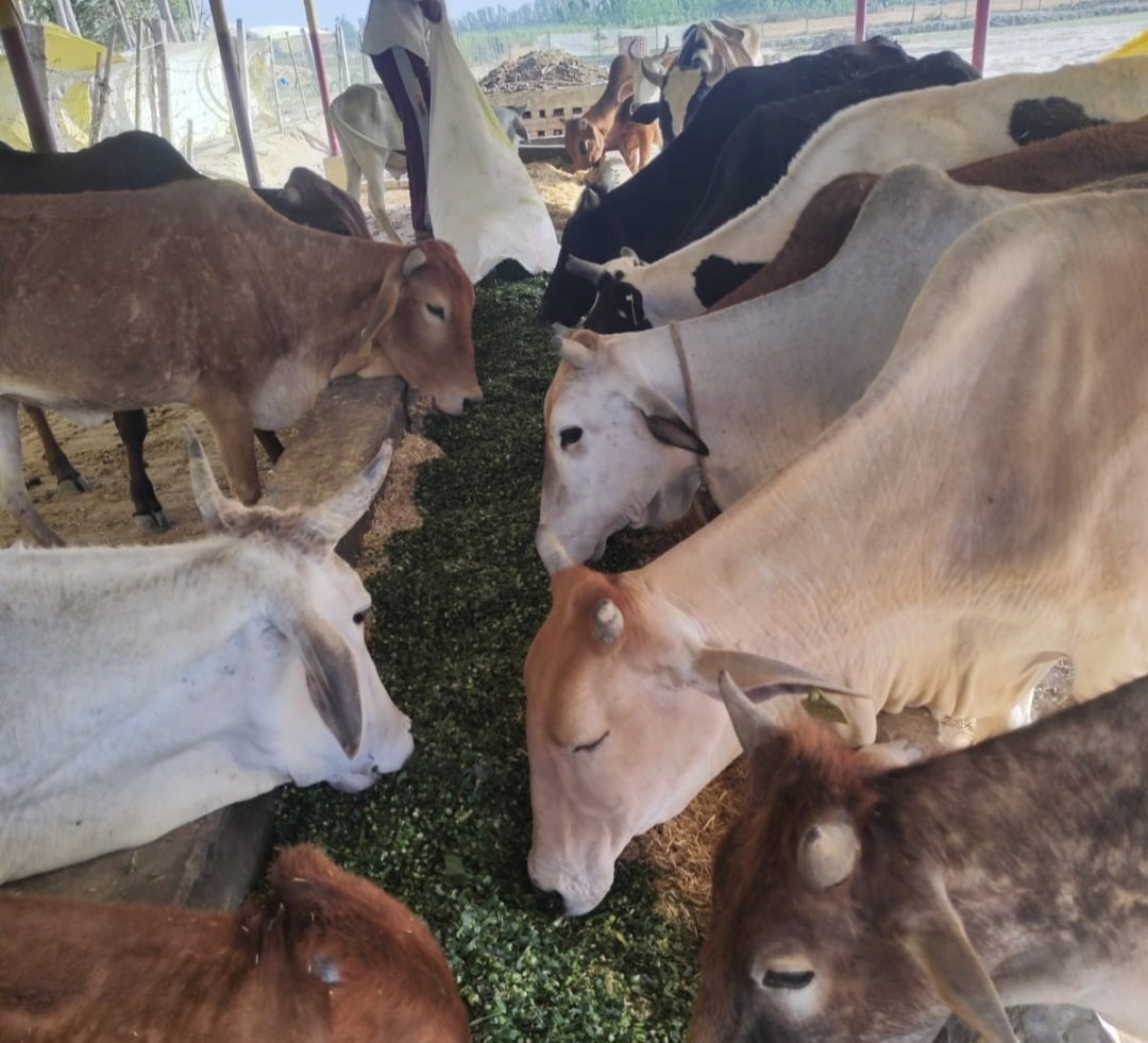 dr_gangwar16361's tweet photo. "आज गौशाला भ्रमण के दौरान गौमाता की सेवा करने का सौभाग्य प्राप्त हुआ। इन निश्छल जीवों की सेवा से जो मानसिक शांति मिलती है, वह अद्वितीय है। 🐄🙏"
#gauseva #viralvideo #Huminity #animalseva https://t.co/6wLDGo9VmF