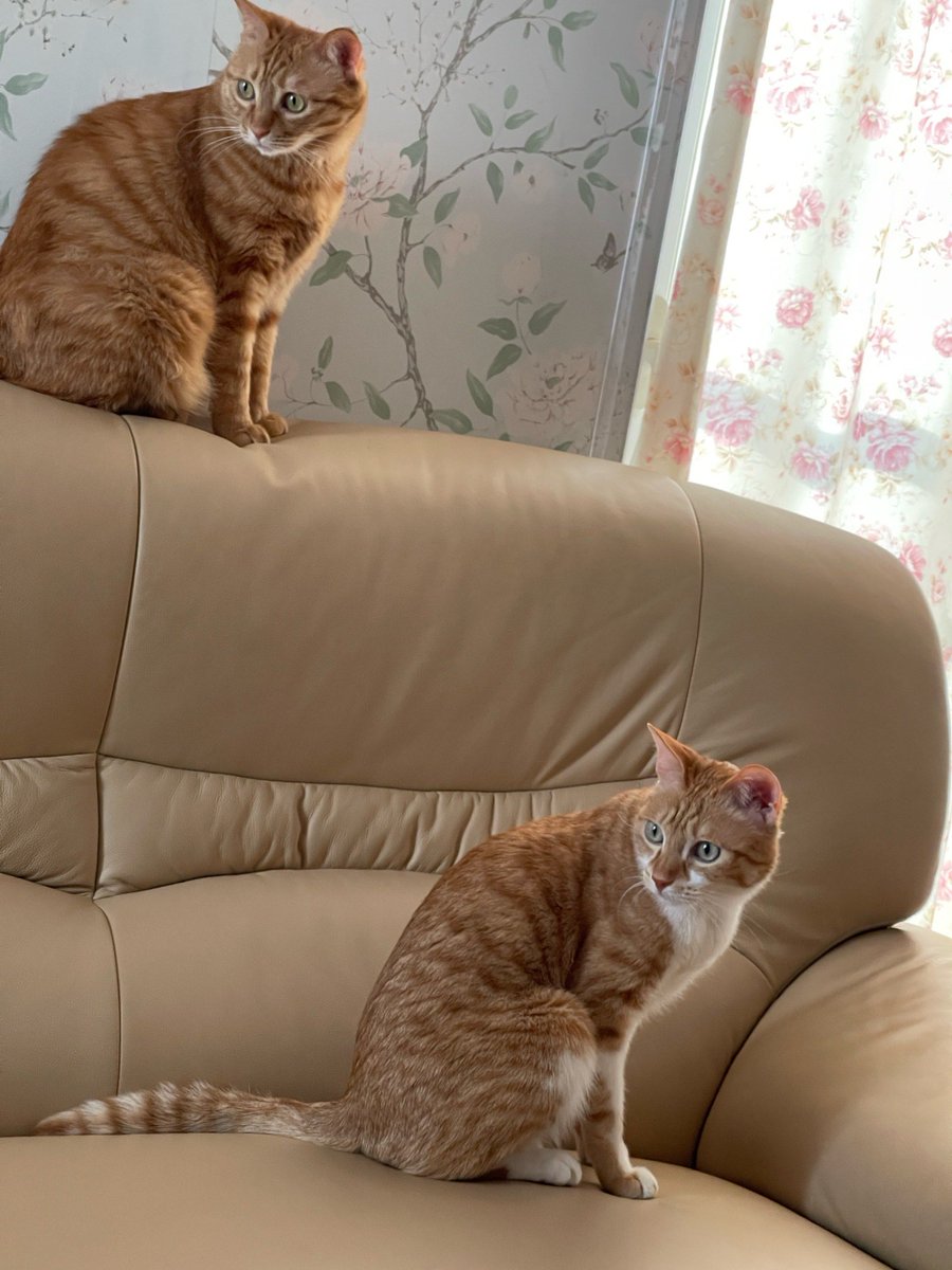 martel philippe tweet media