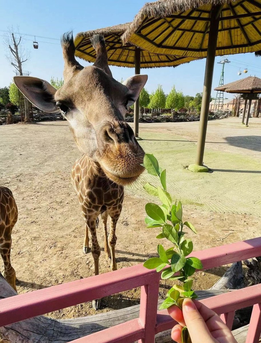 ccatsniper's tweet photo. 🌿Happy Friday📷🦒

https://t.co/7zC1MVKxuI https://t.co/N0XyIJbmOs