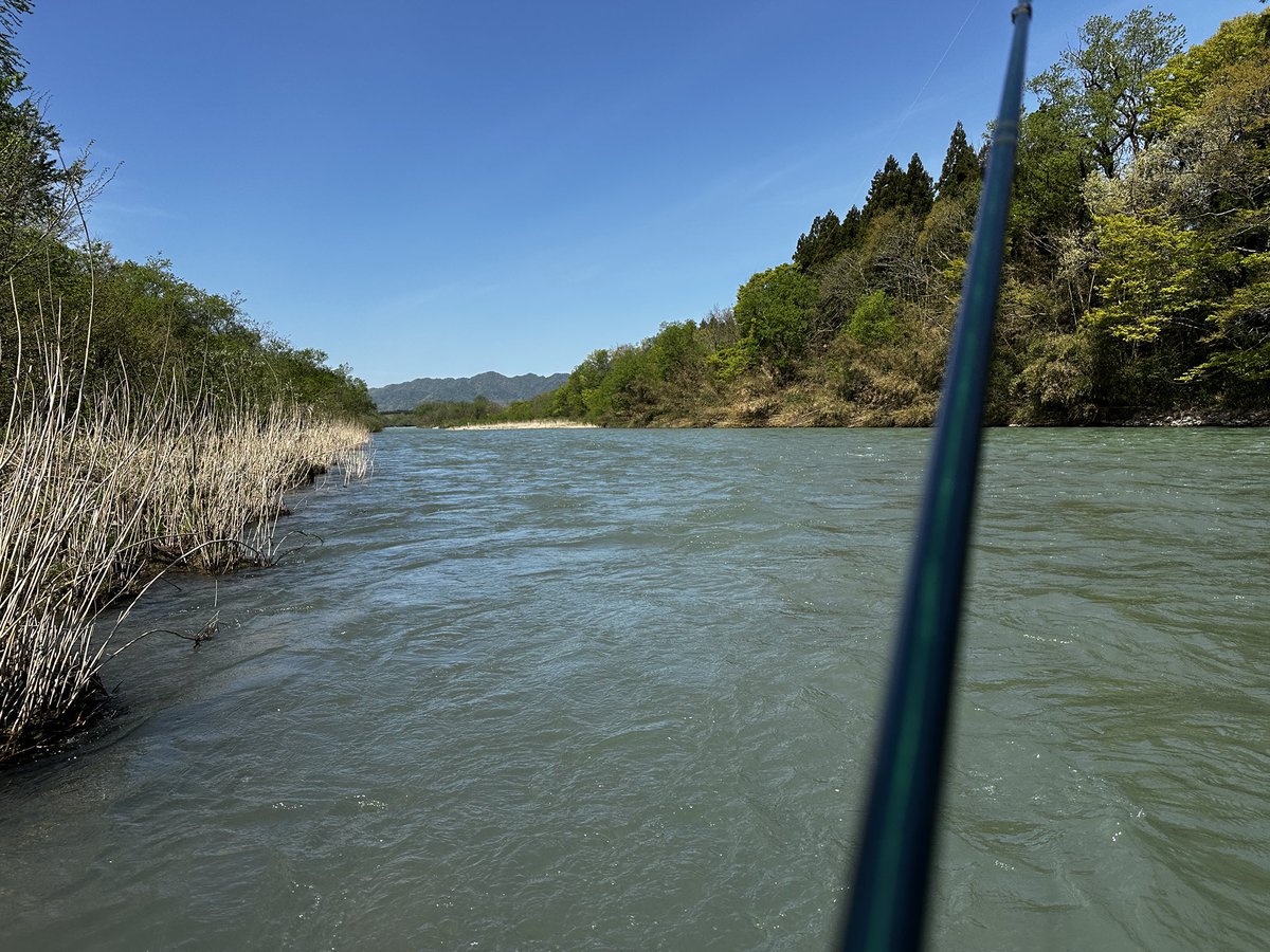 bedama3's tweet image. 今日もひと流し帰り道葉わさびを摘んで帰りますコレでガッんと気合いを入れます
#越後三面川　#flyfishing #葉わさび