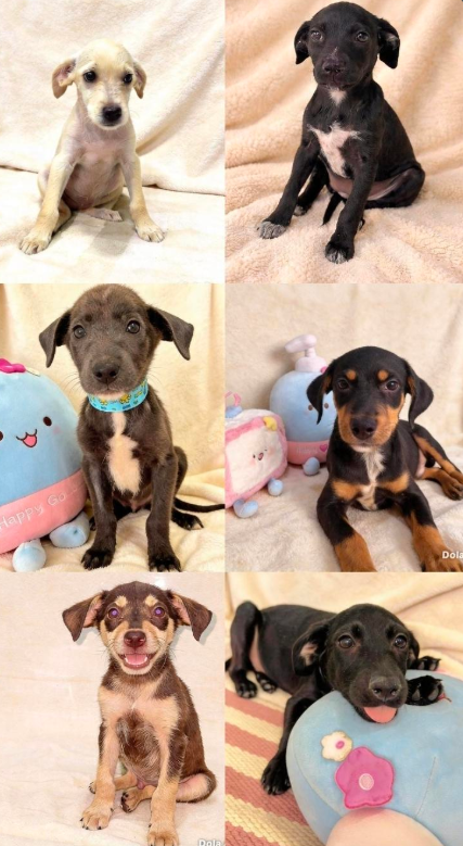 incondic_peru's tweet image. #URGENTE  #LIMA
Tenemos 7 cachorros de 3.5 meses, vacunados y dos gatos de 3 meses vacunados y con descartes negativos que necesitan casa HOY.
Todos están muy estresados de vivir en una jaula 24/7 y están en grave peligro pues el estrés baja sus defensas y podrían contraer