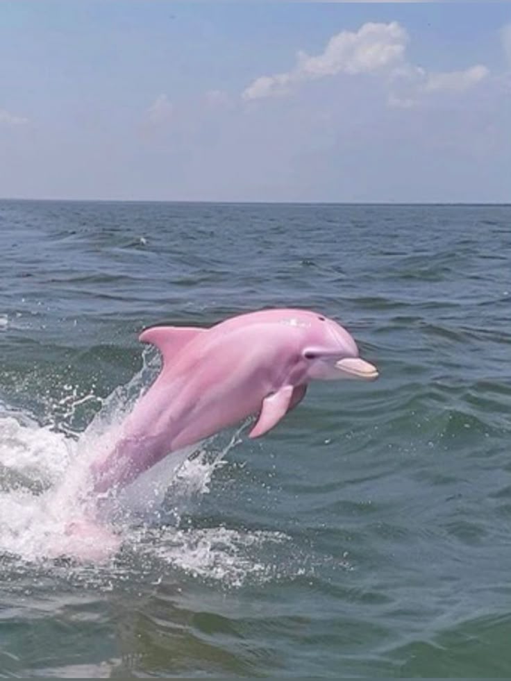 Lyraworldxm's tweet photo. If the algorithm brings this pink dolphin to your timeline, it means you are due for a big win within one week as well. 

Claim it. https://t.co/9DHIW1DGHl