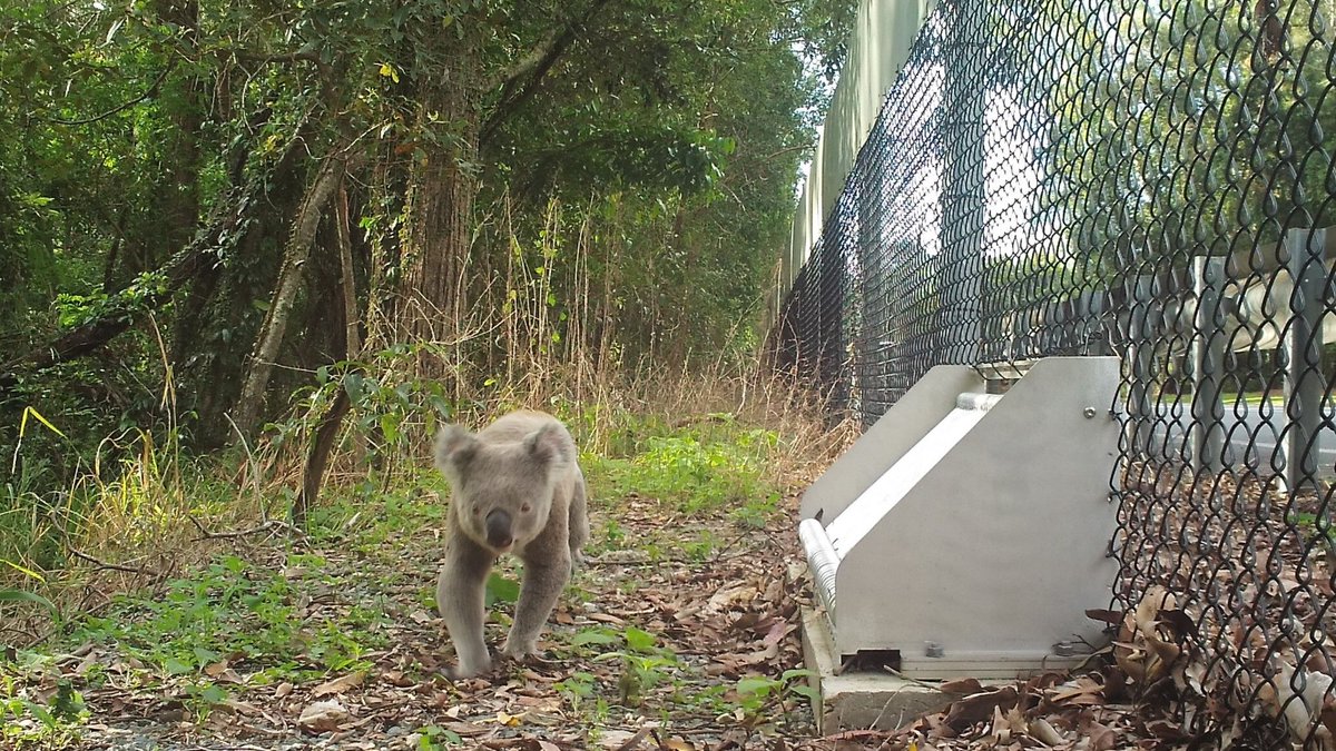 NewsCop_media's tweet image. 🐨 New one-way escape hatches are keeping koalas safe crossing Moreton Bay roads. Click here for the story ▶️ buff.ly/T68MWSY 

#Brisbane #koalas #roads #hatches