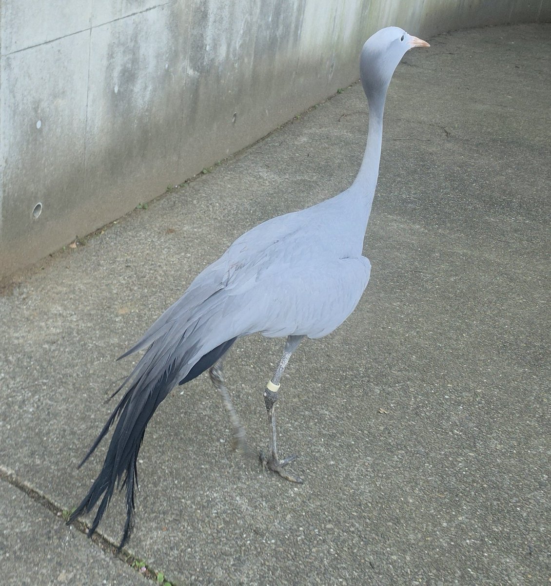 千葉市動物公園【公式】 tweet media