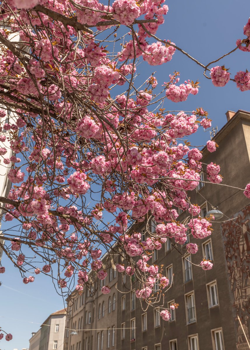 wienerstefan's tweet photo. #streetphotograph #Viennacam #Wien #vienna cherry blossoms https://t.co/cCbTVCY0lB