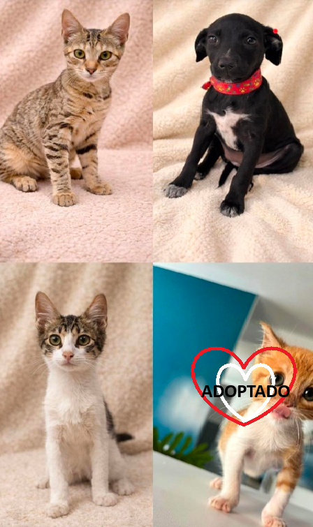 #URGENTE  #LIMA
Tenemos 7 cachorros de 3.5 meses, vacunados y dos gatos de 3 meses vacunados y con descartes negativos que necesitan casa HOY.
Todos están muy estresados de vivir en una jaula 24/7 y están en grave peligro pues el estrés baja sus defensas y podrían contraer