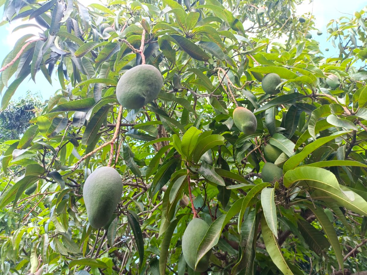 InkabaePedro's tweet photo. En maya yucateco, «mango» se dice «mango», es un préstamo lingüístico. Si quisiéramos decir «¿Te gusta el mango» diríamos «Ki' wáaj a jaantik mango?».

#MayaThan #LenguaMaya #LosMayasViven #CulturaMaya https://t.co/r9jQgpyL2X