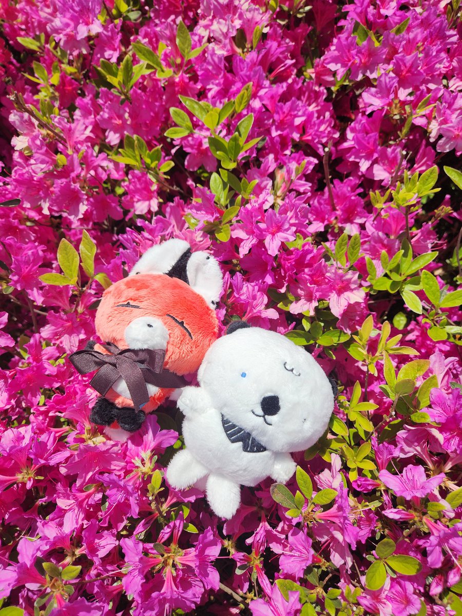 이 뚱쭝이는 오늘의 상이에요 tweet media