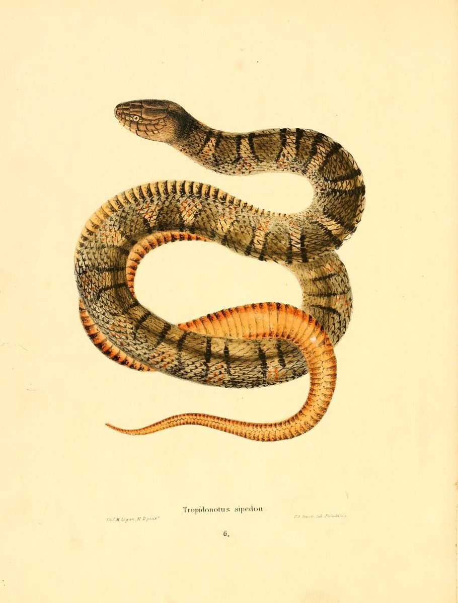 CRCiencia's tweet image. ILUSTRACIENCIA
Tropidonotus sipedon / Tropidonotus erythrogaster
📚 North American herpetology v4, Philadelphia, J.Dobson, 1842
#Reptiles #IlustraCiencia