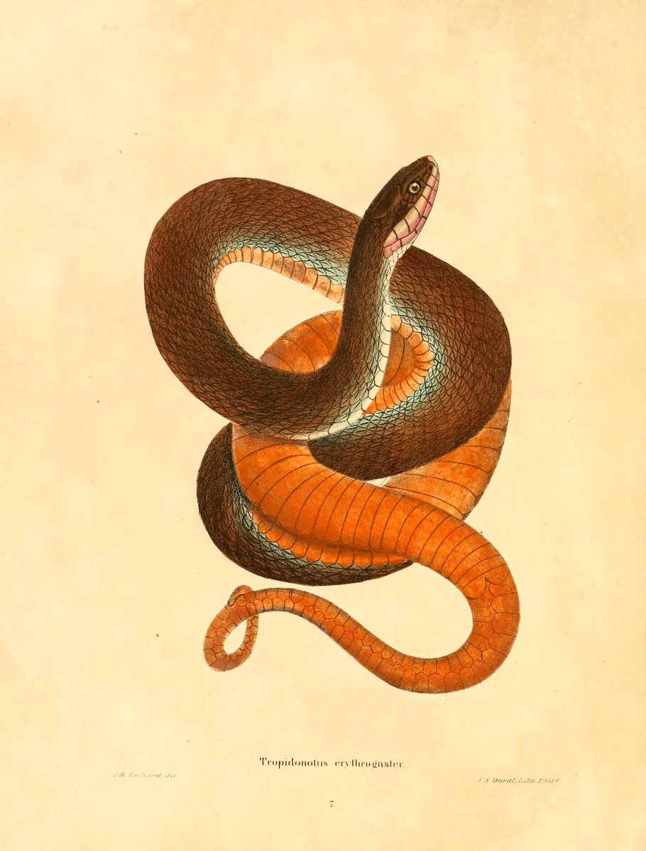 CRCiencia's tweet image. ILUSTRACIENCIA
Tropidonotus sipedon / Tropidonotus erythrogaster
📚 North American herpetology v4, Philadelphia, J.Dobson, 1842
#Reptiles #IlustraCiencia