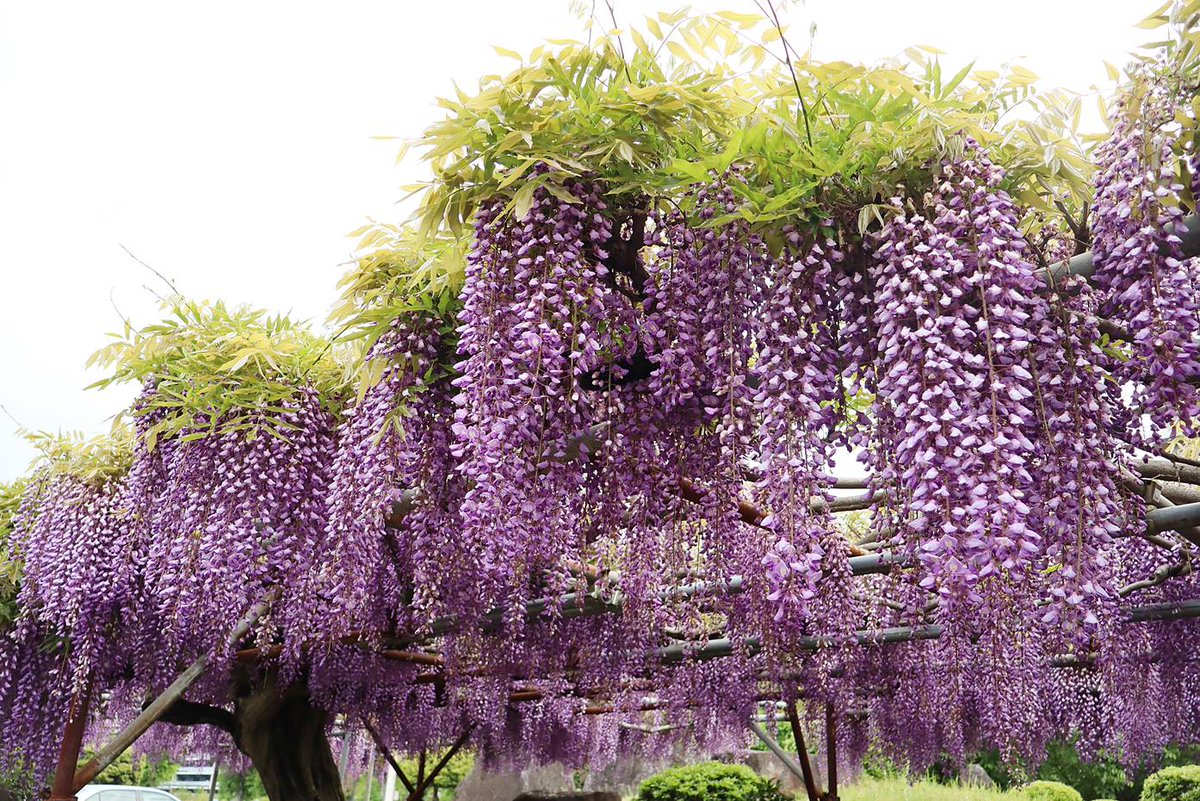 茨城県つくば市のホテルグランド東雲に隣接している「東新井緑地公園」（学園都市建設の用地取得の際、余った土地を活用）で藤が見頃です。藤棚の下は築山へ行く道があります。

「東新井緑地公園」
つくば市東新井1