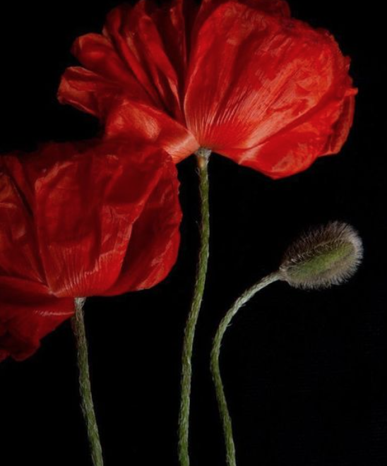 Pippa Ettore tweet media