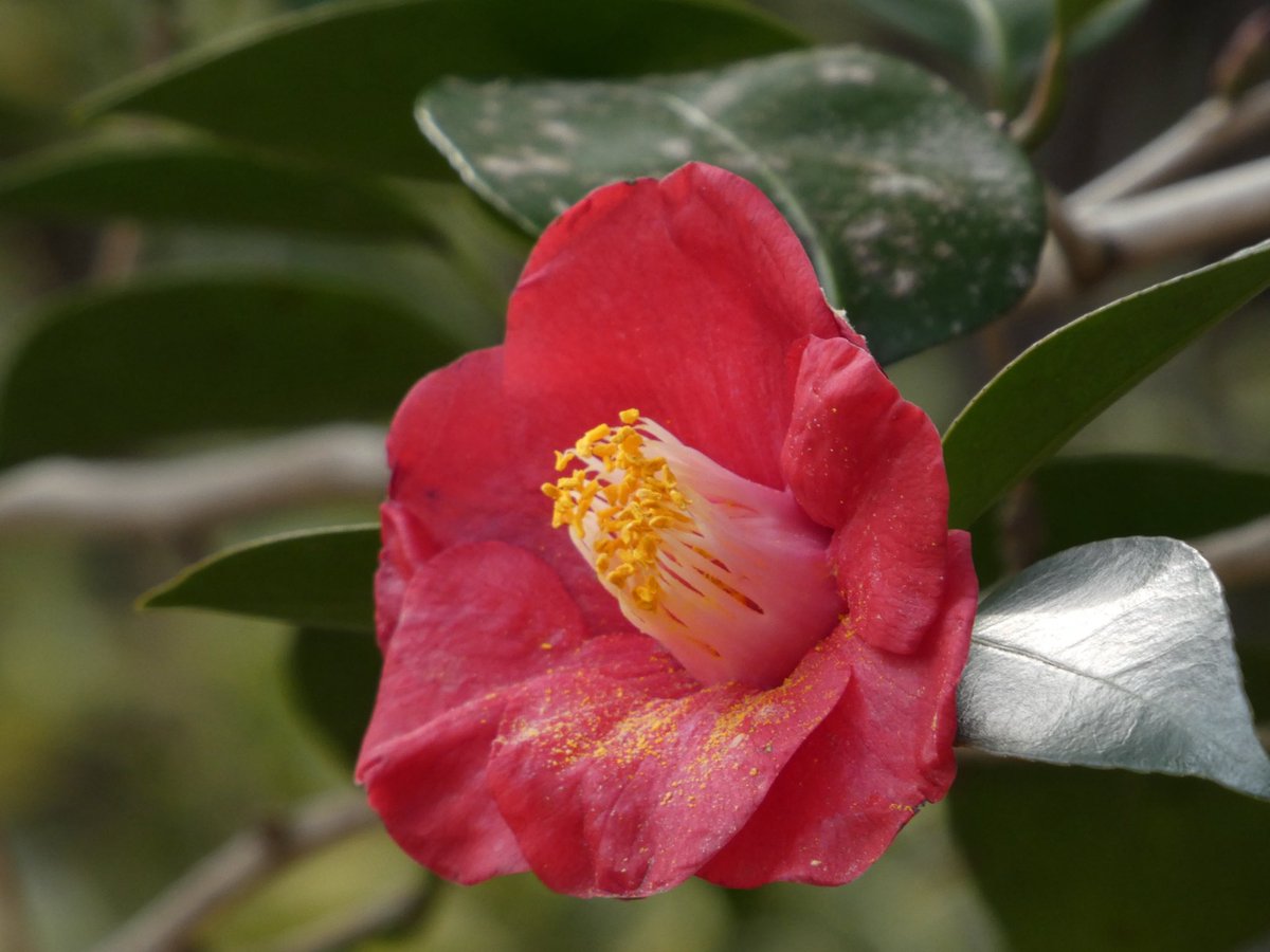 僕はうどん🍜 tweet media