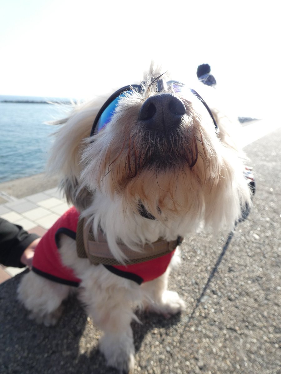 僕はうどん🍜 tweet media