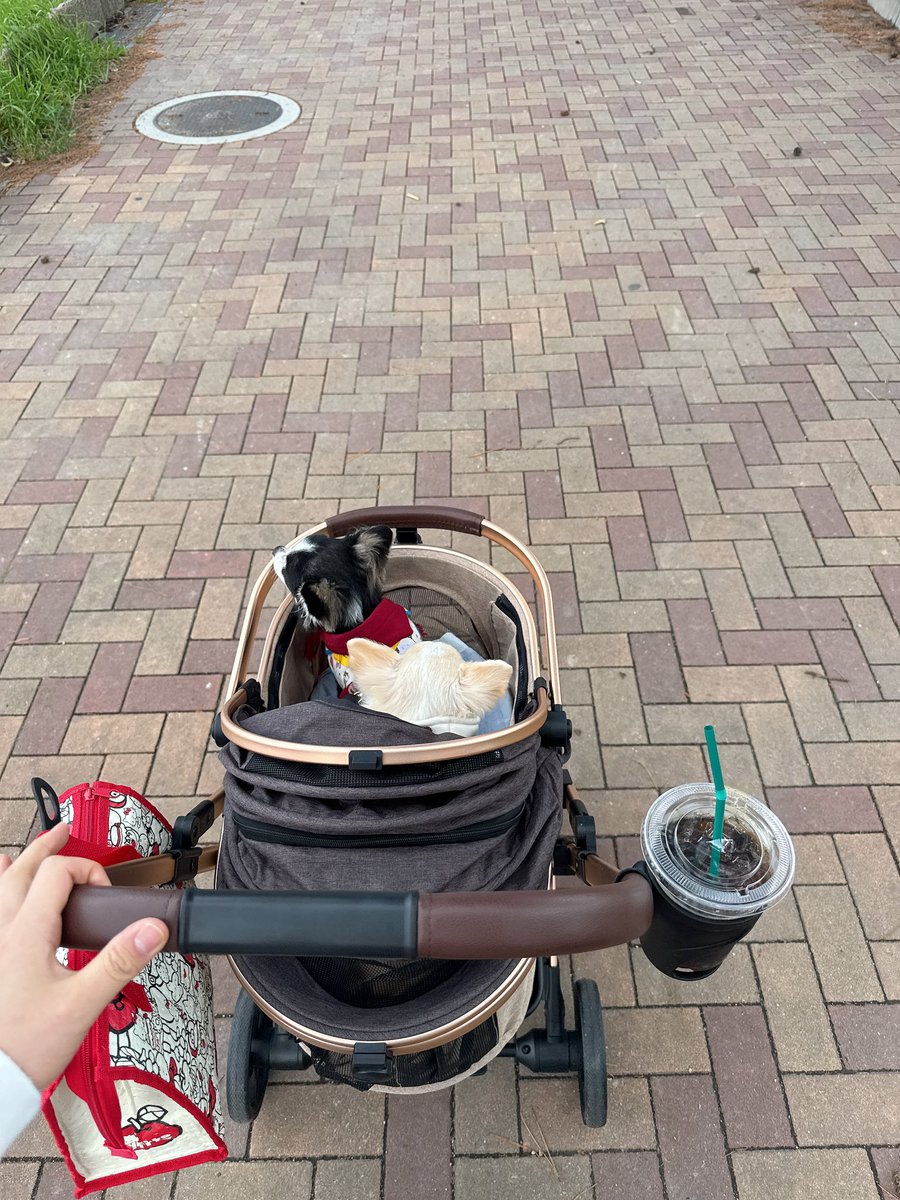 ゔぁにっしゅ tweet media