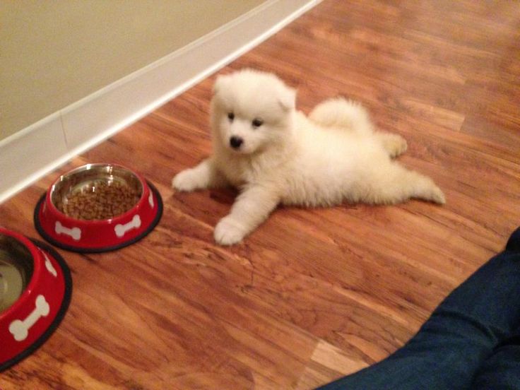 puppies video tweet media