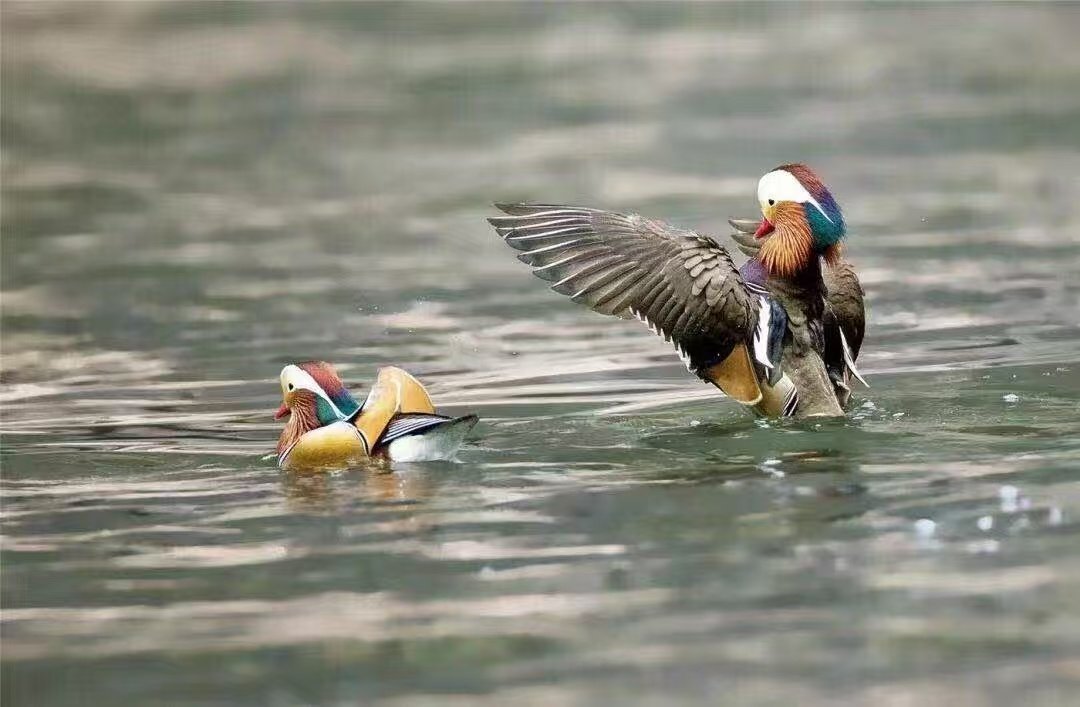 benben（follow back） tweet media