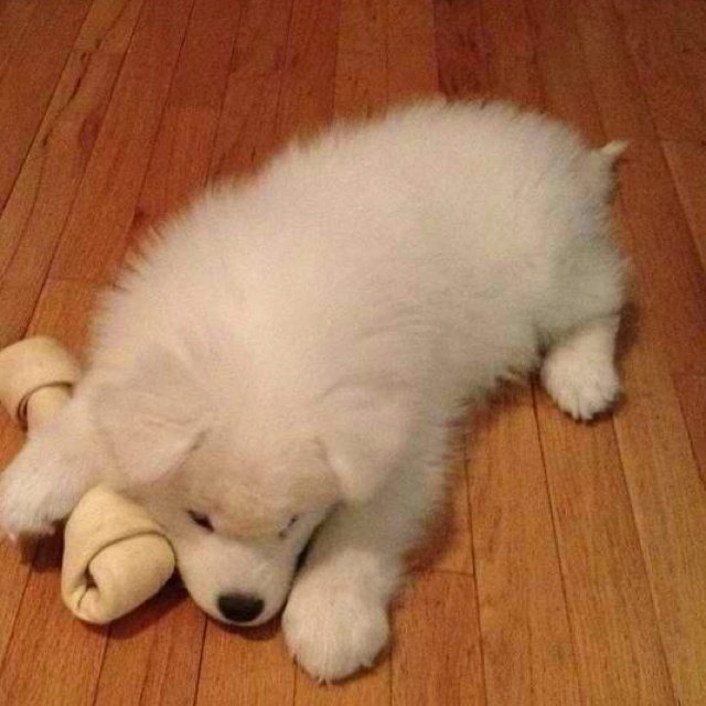 puppies video tweet media