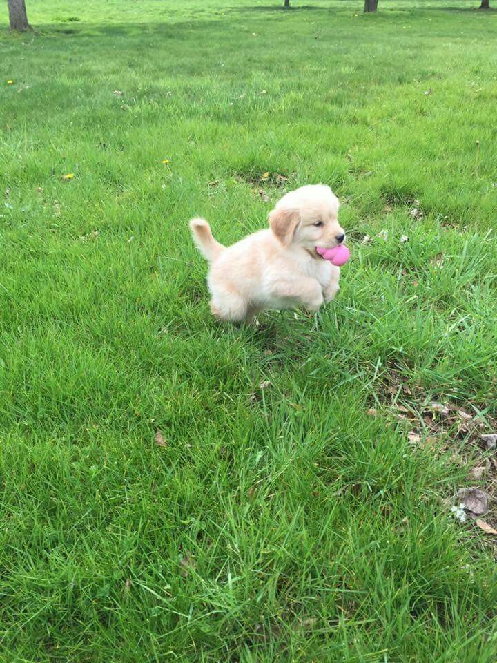 puppies video tweet media