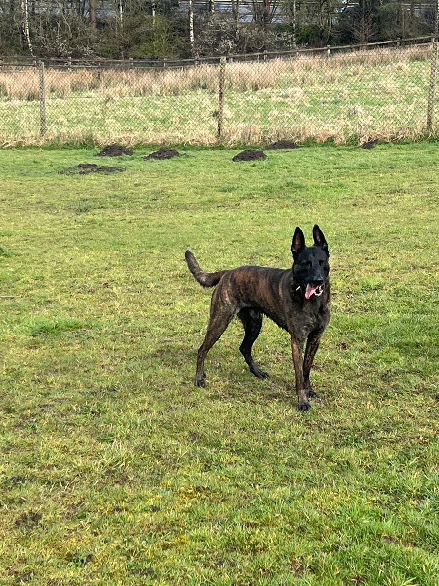 We’re still looking for a new home for Bjorn 🐾 

Bjorn is a 5 year old male Dutch Shepherd. 
He is available and looking for a new home. Bjorn is good with children and has a friendly and affectionate nature.
He can be bouncy and excitable. He would be best suited to a home with