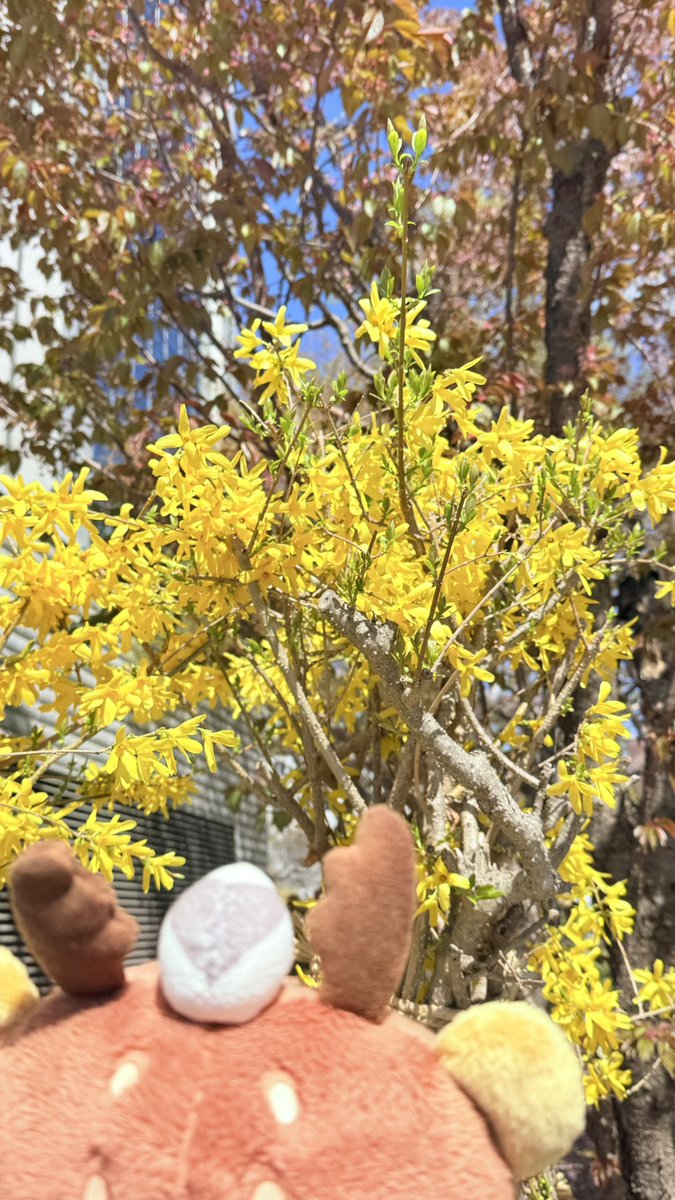 キュンちゃん【公式】 tweet media