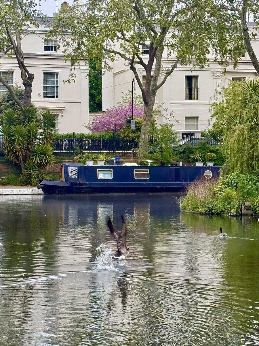 monty772011's tweet image. Little Venice, London, this morning #LittleVenice #London #Morning #Spring