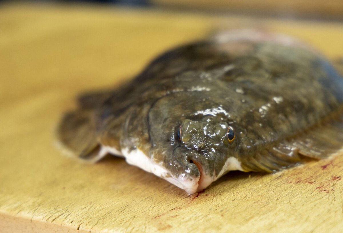 料理通信 tweet media