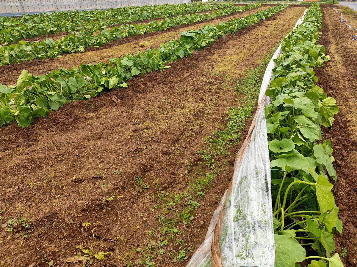 OHTANIDREAMFARM's tweet photo. トンネルはがすの少し遅れたけど
多分いい感じ！
整枝もして2本のばしていきます https://t.co/i02OscztAb