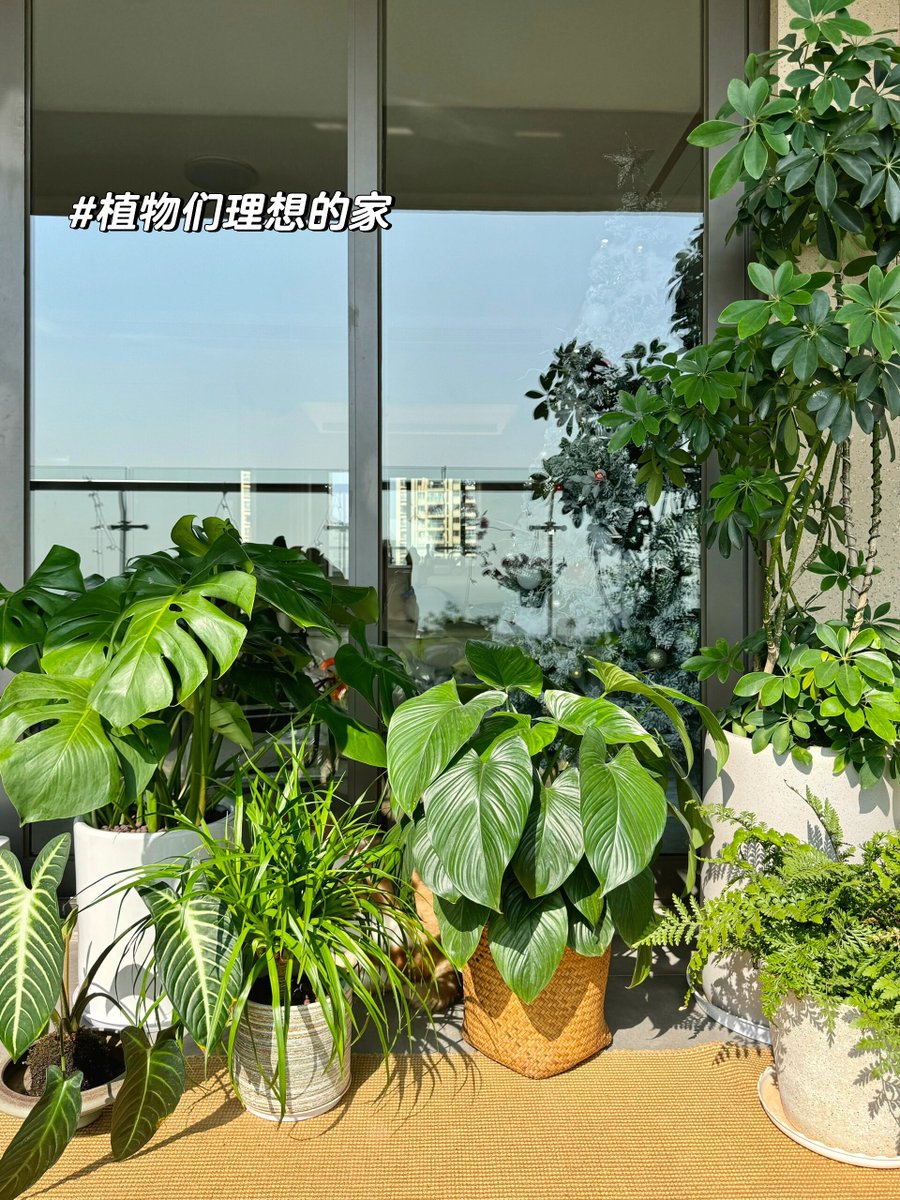 BENI 🐕 Base tweet media