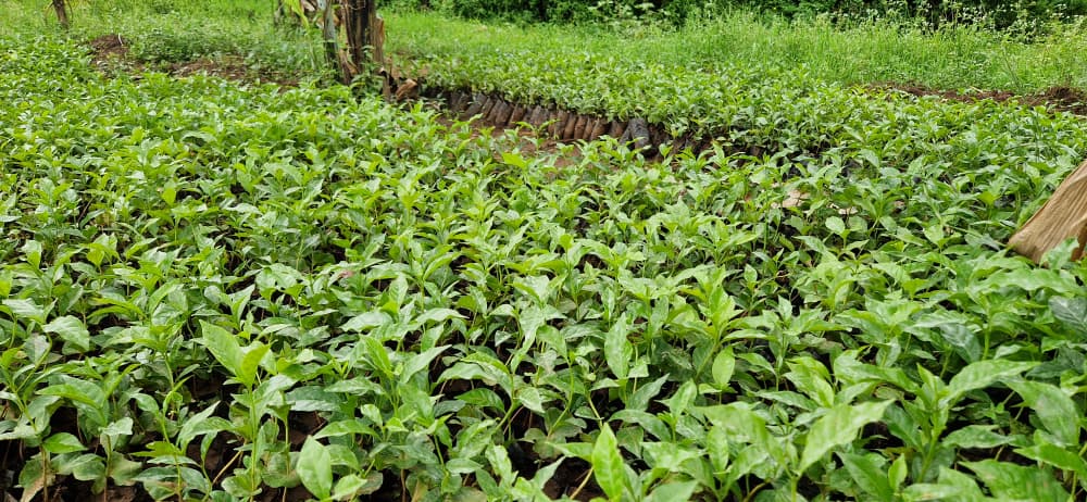 KulikaUganda's tweet photo. Nursery validation underway at BUTTA in Manafwa District as part of Kulika Uganda activities, strengthening sustainable agriculture, supporting local farmers, and promoting community resilience through quality seedlings and improved livelihoods.  #SustainableAgriculture https://t.co/yyBXWR8Amx