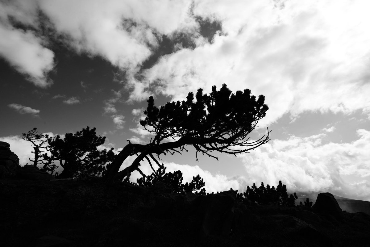 mandolinaes's tweet image. “The silhouette says a lot with very little information.” 

Share a photo of a silhouette!