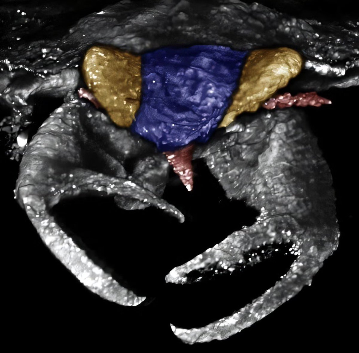 A prehistoric bug preserved in amber was officially named after #StrayKids today. Its chelae resemble the group’s “Step Out” pose, inspiring the Latin name Carcinonepa libererrantes.