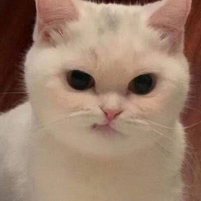 펩피 ྀི(｡◠‿◠｡) tweet media