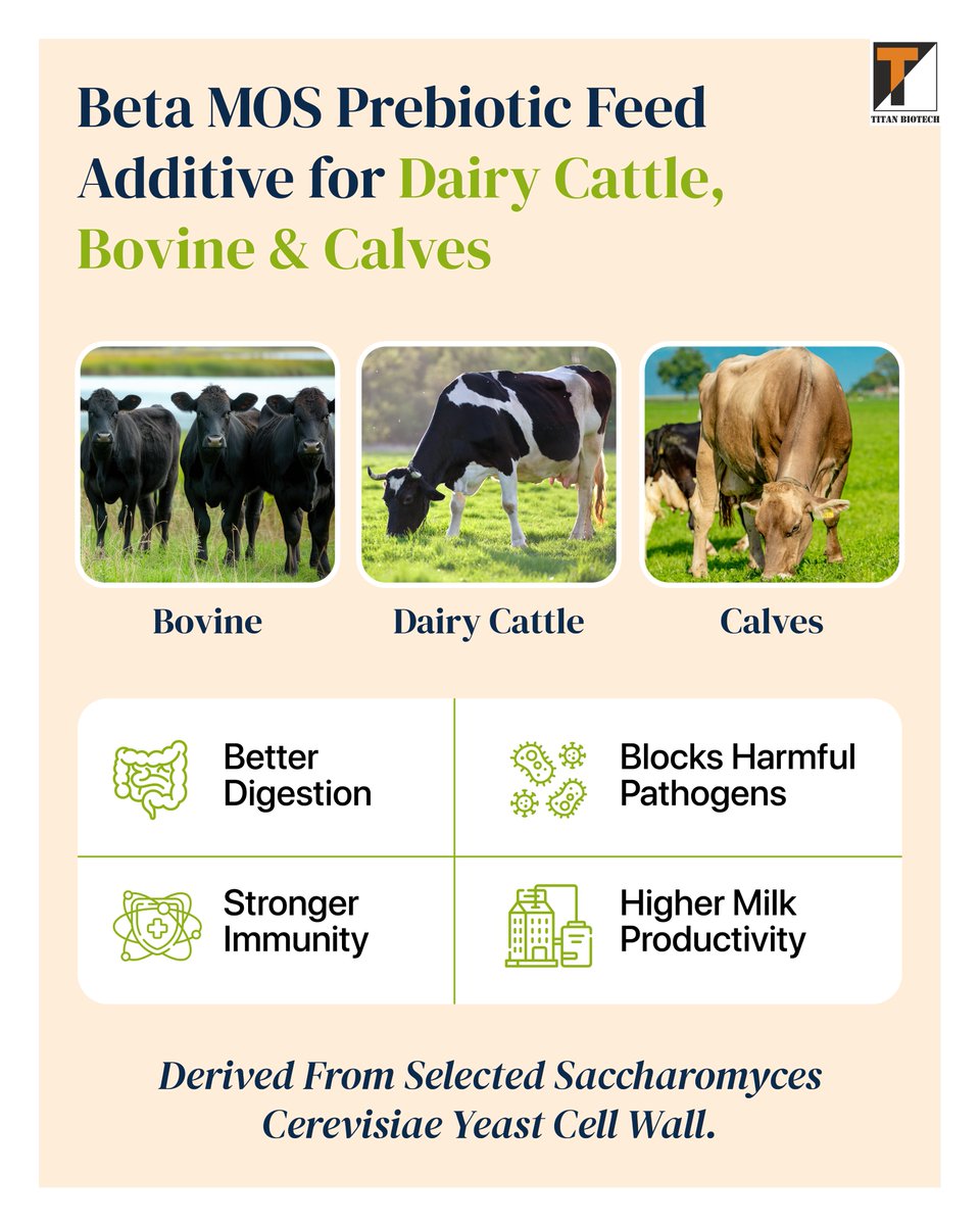 TitanBiotech's tweet photo. Healthy cattle start with the right feed.
Beta MOS supports gut health by blocking pathogens, aiding digestion, & helping better nutrient use, leading to improved milk output.
From Saccharomyces cerevisiae yeast cell wall.
Learn more: https://t.co/pYI5rKN5f8
#BetaMOS #Cattle https://t.co/V2v54L9pOb