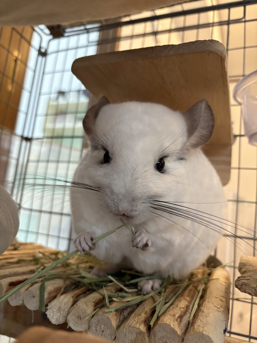 マルククラウン┊︎ MarkCrown tweet media