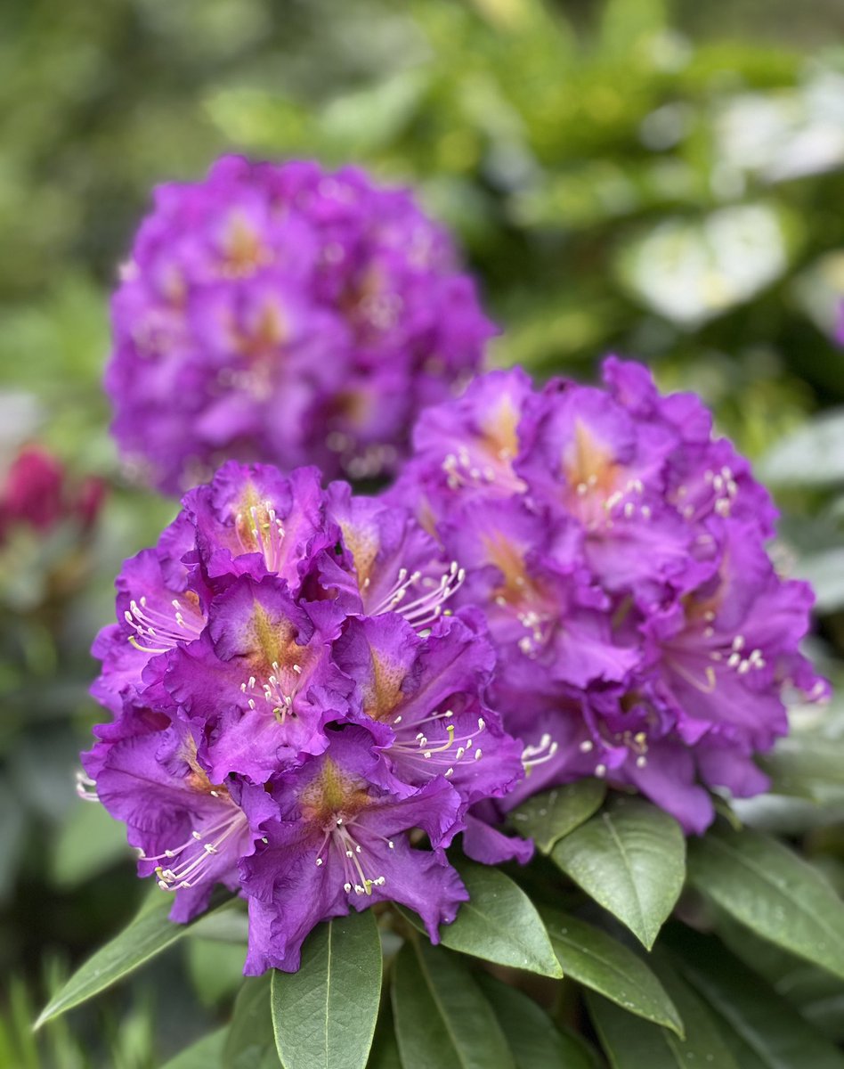 yamamorimai's tweet image. #ニュウマン高輪
#flowers