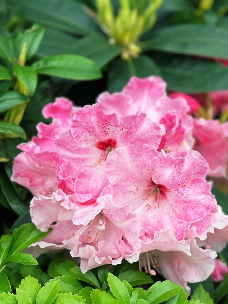 yamamorimai's tweet image. #ニュウマン高輪
#flowers