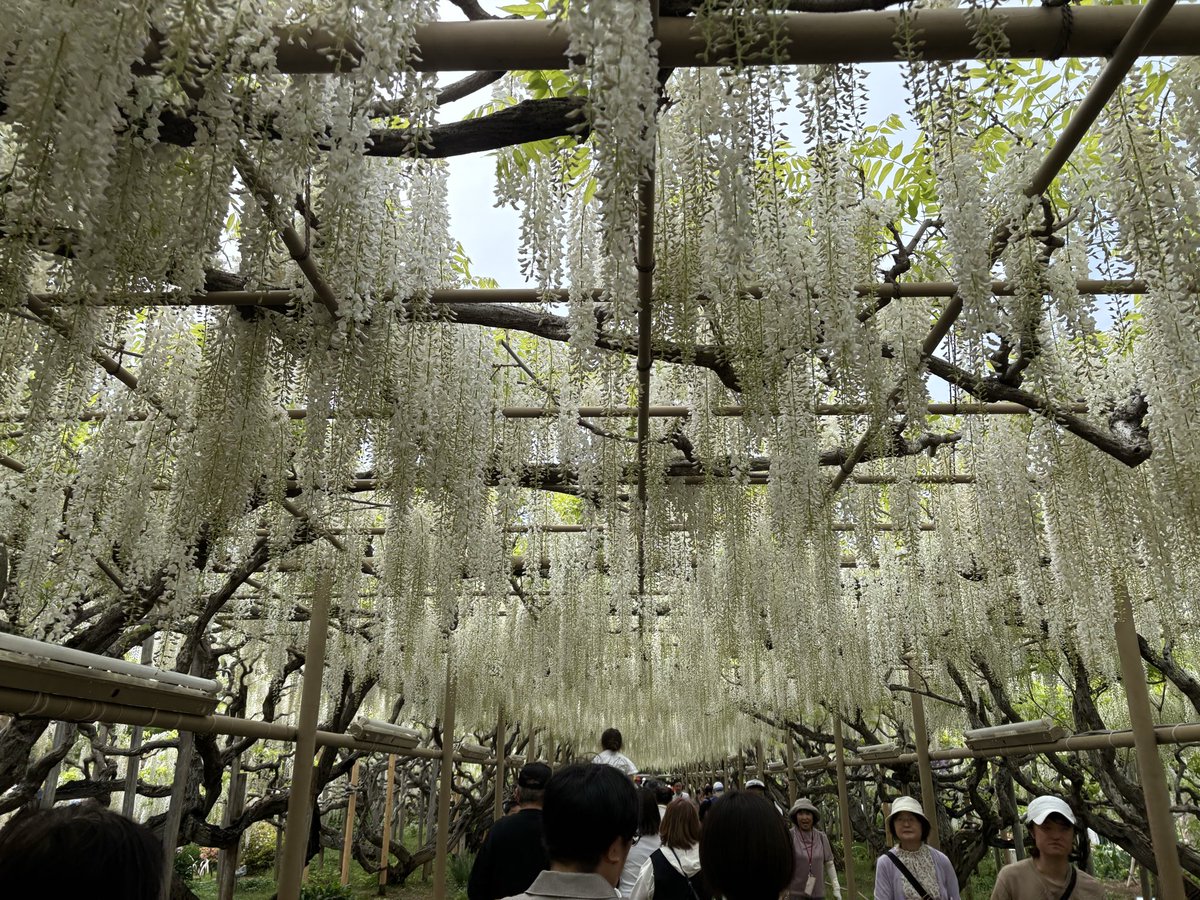 freetmdh1's tweet image. 一旦昼の写真📸
アバターでも撮りましたよ
とても綺麗でいい香りで癒されてます
ライトアップされるのが楽しみですね✨✨✨
 #REALITY  #ツキノトバリ