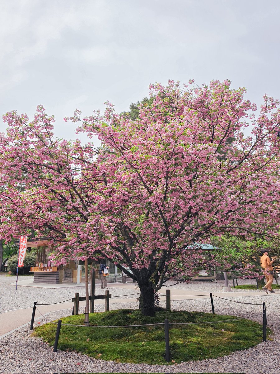 Sakari Tree I saw the most perfect sakura tree today 🌸💕