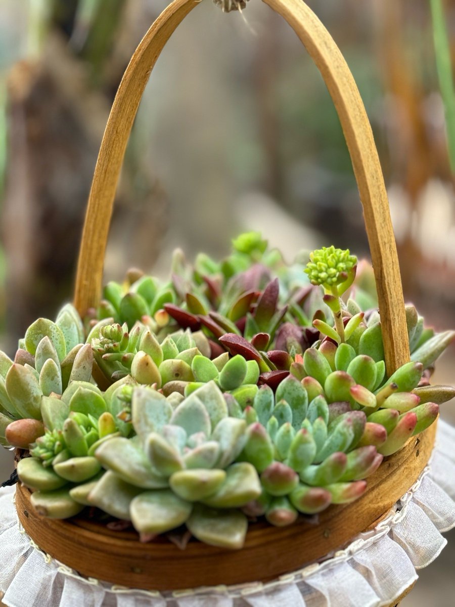 sahrulary tweet media