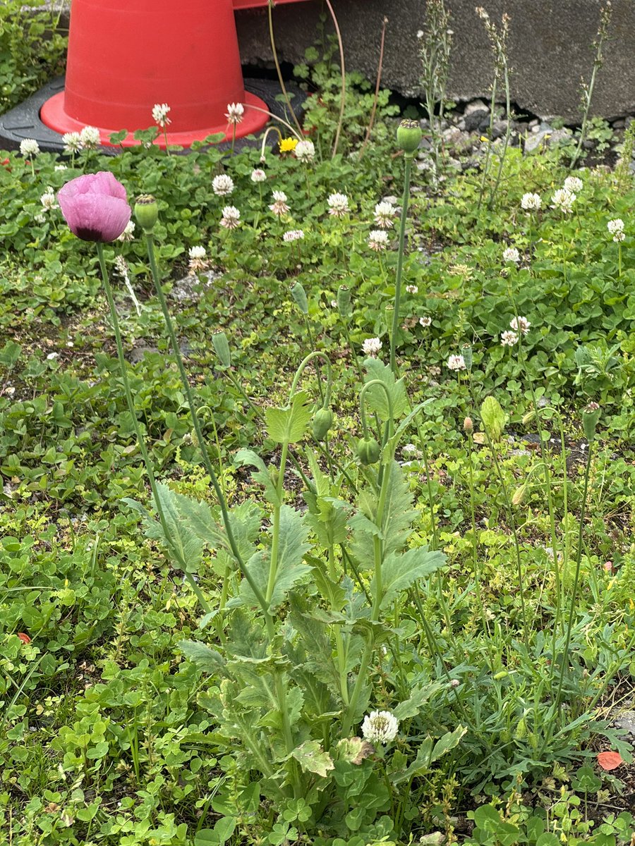 みるどっとP tweet media