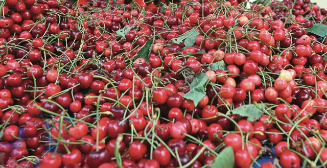 TareenAneesa's tweet image. This fast rail service will ensure cherries reach Mumbai within just 30–33 hours, preserving freshness &amp;amp; reducing losses caused by road delays. A safe, reliable, and cost-effective transport system is a game changer for fruit growers.
#SupplyChain #FreshProduce #FarmerEmpowerment