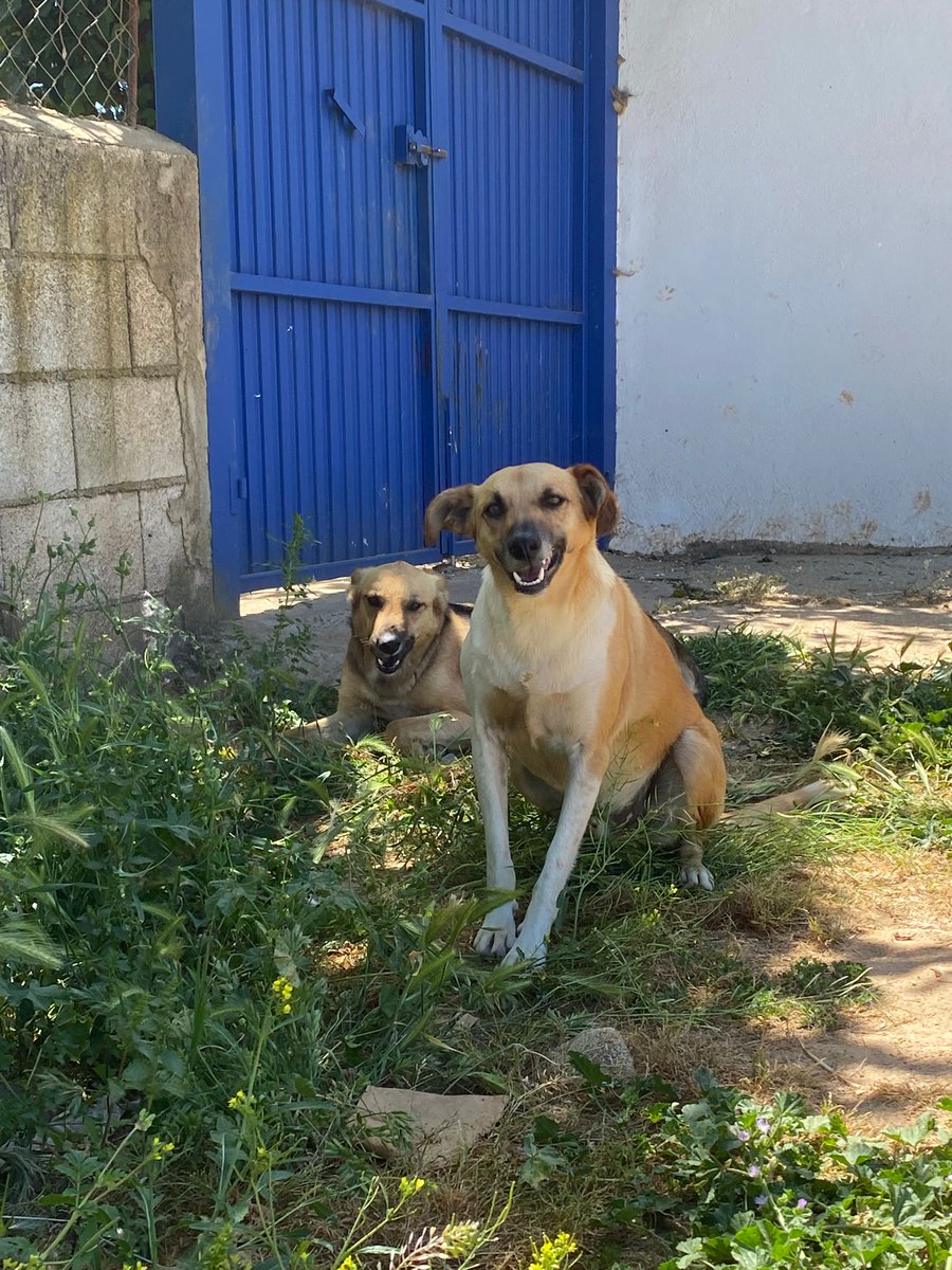 HMalaguenas's tweet photo. Sierra, tú disimulas...carita de viernes.🥰🐾🐕🐕 https://t.co/kQMHzWpnss