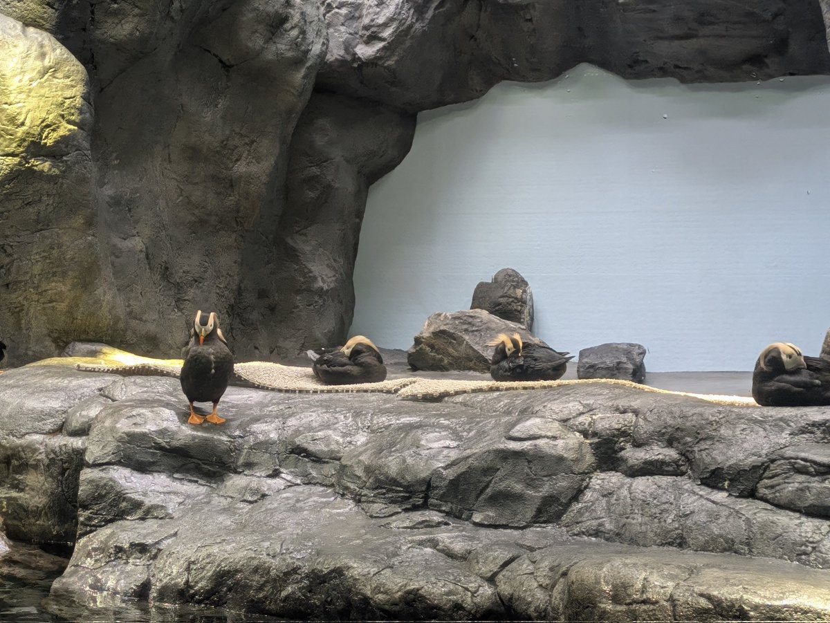 XL文鳥 tweet media