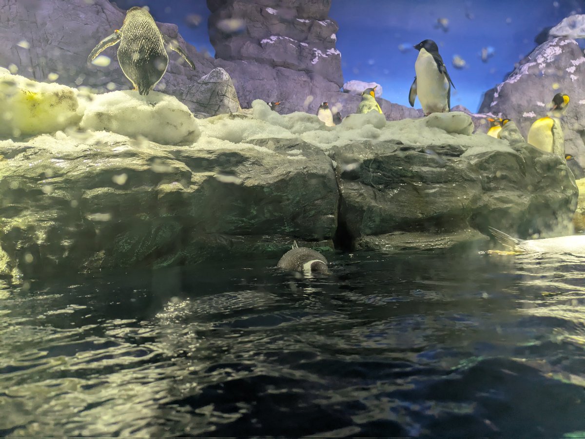 XL文鳥 tweet media