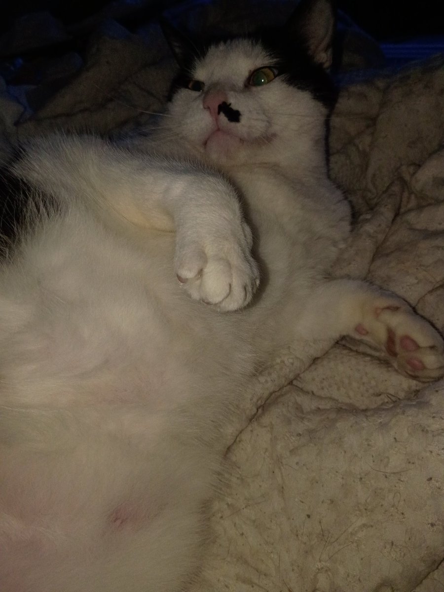 Random Pictures of my #Furbaby #Cat Scout #CatLife #CatDad #SolidAssCat