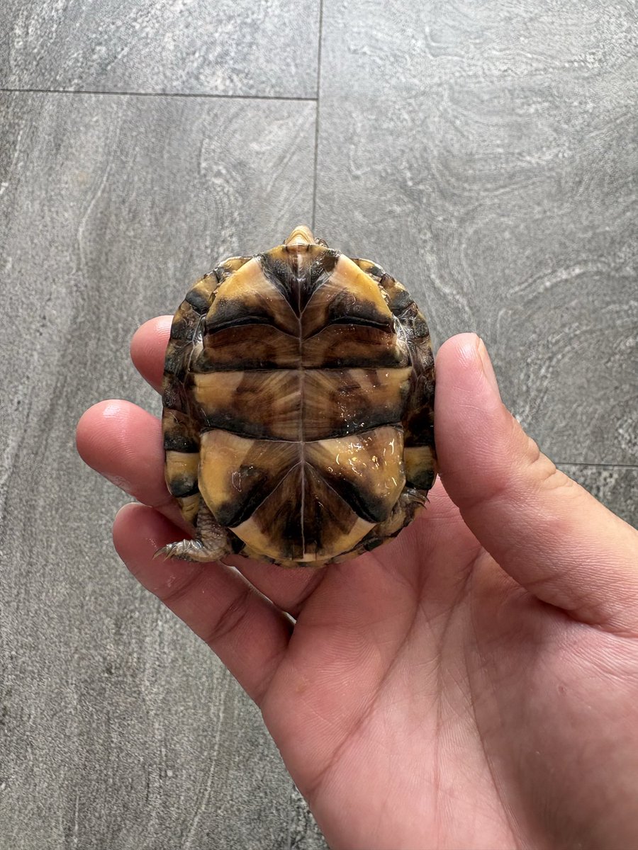 【新着情報】

･ガルフコーストハコガメ

ベビーサイズでの入荷です✨
小さすぎず大きすぎず安心して飼育できるサイズ感の子となります✨

ハコガメはこだわって育てたいそんな方にぴったりの大きさです🔥

気になる方は是非店頭へ🙇‍♂️

#爬虫類専門店growing 
#ガルフコーストハコガメ