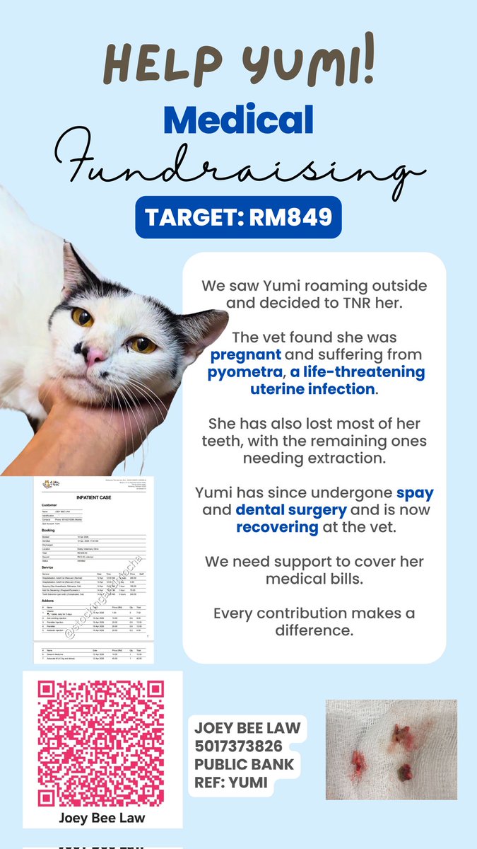 stockingmocha's tweet photo. Our lembu #tnrmeows need help to cover her vet bill 🙏🏼 She is also up for adoption if anyone is keen. If not she will be released back to her original location this Sunday 26/4.

✨️ Yumi's Fundraising ✨️
Target: RM849
Raised: RM232

‼️ BALANCE NEEDED: RM617 ‼️ https://t.co/AmFxgOzaHc