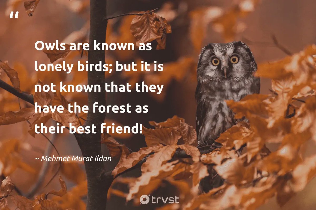 ildanquotations's tweet image. #mehmetmuratildan #owls