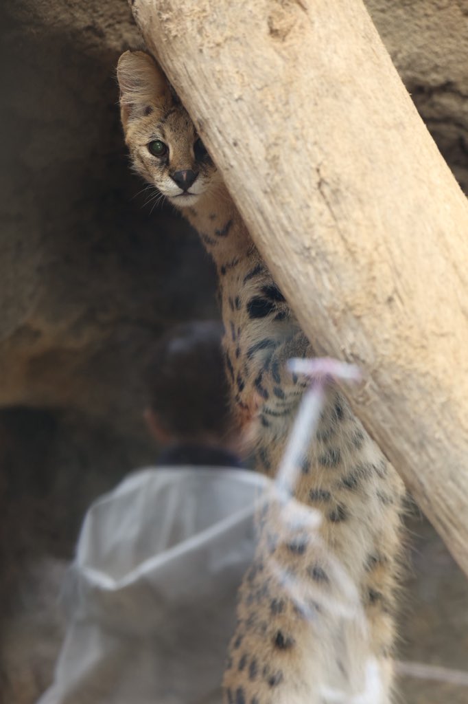 じおにゃん / GeoNyan tweet media